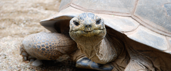 conference tortoise